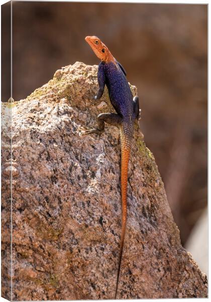 Male Namib Rock Agama Lizard Canvas Print by Belinda Greb