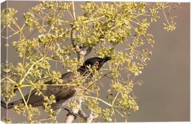 African Red-eyed Bulbul Canvas Print by Belinda Greb