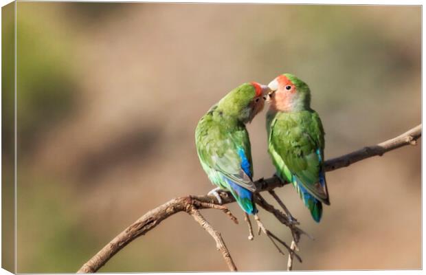 Rosy Faced Lovebird Kisses Canvas Print by Belinda Greb