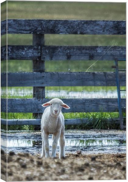 Little Lamb with Big Ears  Canvas Print by Belinda Greb