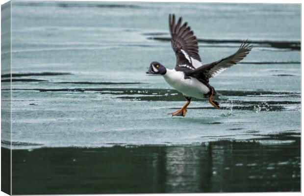 Male Barrow's Goldeneye Scrambling Across the Ice Canvas Print by Belinda Greb