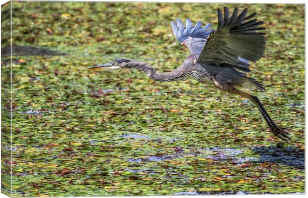 Great Blue Heron Taking Flight Over a Lily Pond Canvas Print by Belinda Greb