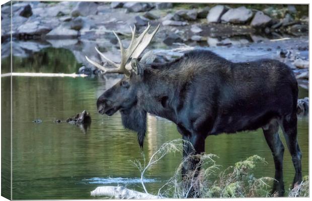 Bull Moose Contemplating Where to Go Canvas Print by Belinda Greb