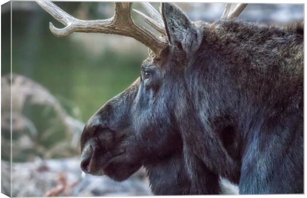 Close-up of a Bull Moose Canvas Print by Belinda Greb