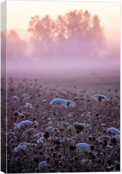 Queen Anne's Lace at William Finley at Dawn Canvas Print by Belinda Greb