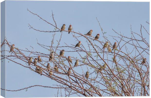 Flock of Red Headed Finches Sitting in a Tree Canvas Print by Belinda Greb