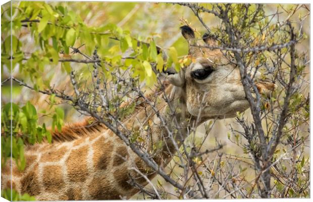 Giraffe Dining on Leaves Canvas Print by Belinda Greb