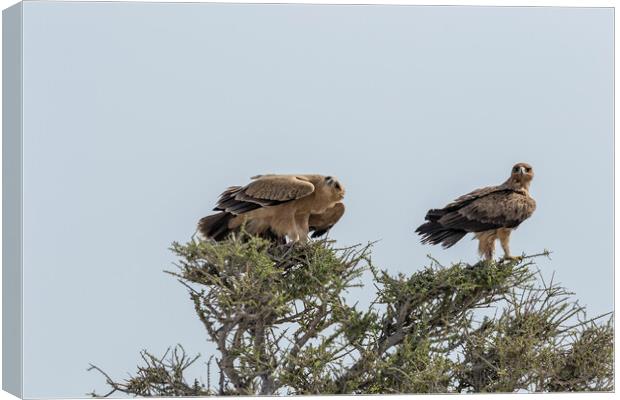 Two Tawny Eagles in a Tree, No. 2 Canvas Print by Belinda Greb