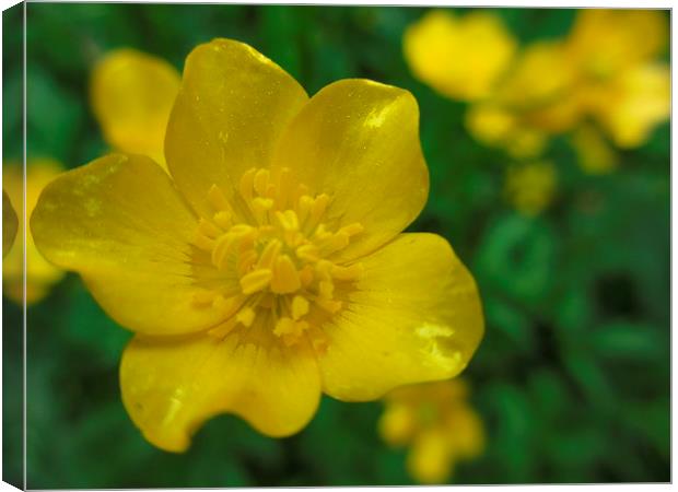 Best Buttercup Canvas Print by Martin Howard