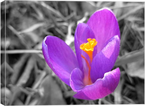 Hocus Crocus Canvas Print by Martin Howard