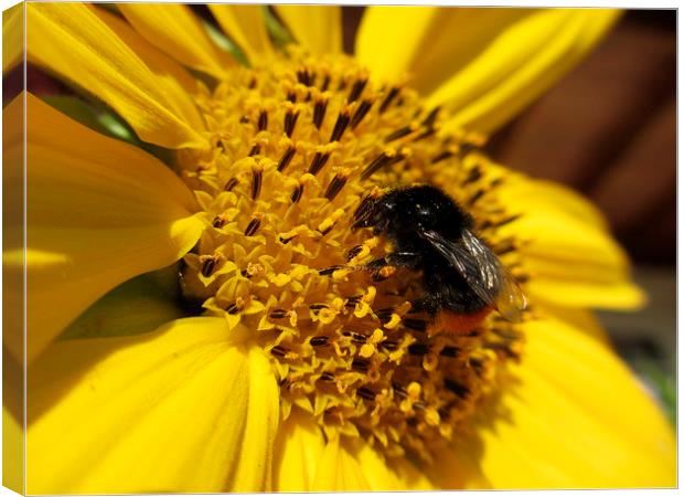 B-Bumble Lunch Canvas Print by Martin Howard
