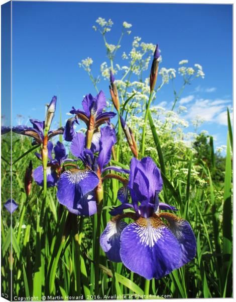 Summer Irises Canvas Print by Martin Howard