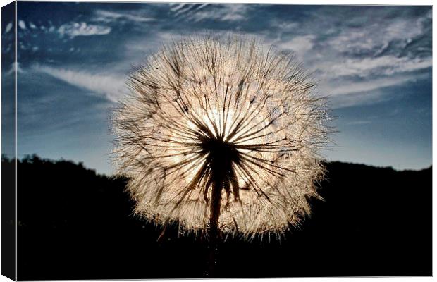 Thistle Seed Head Canvas Print by Richard Cruttwell