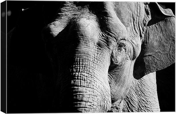 Indian Elephant Canvas Print by Richard Cruttwell