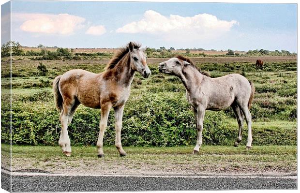 New Forest Ponies Canvas Print by Richard Cruttwell