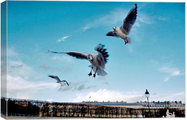 Seagulls in Paris Canvas Print by Richard Cruttwell