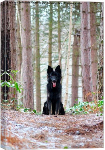 Dog in the Forest Canvas Print by Richard Cruttwell