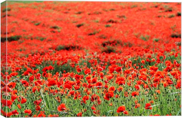 Field of Poppies Canvas Print by Richard Cruttwell