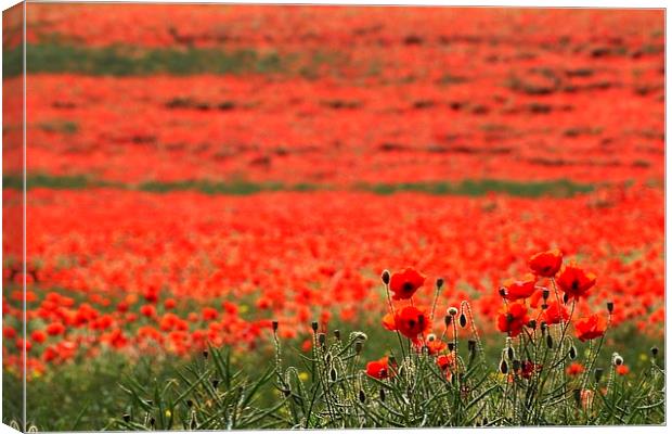 Field of Poppies Canvas Print by Richard Cruttwell