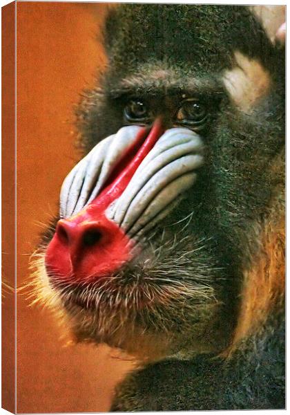 Mandrill Canvas Print by Richard Cruttwell