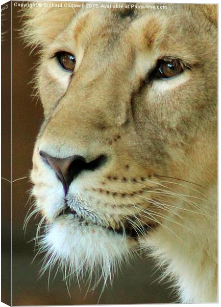  Lioness Canvas Print by Richard Cruttwell