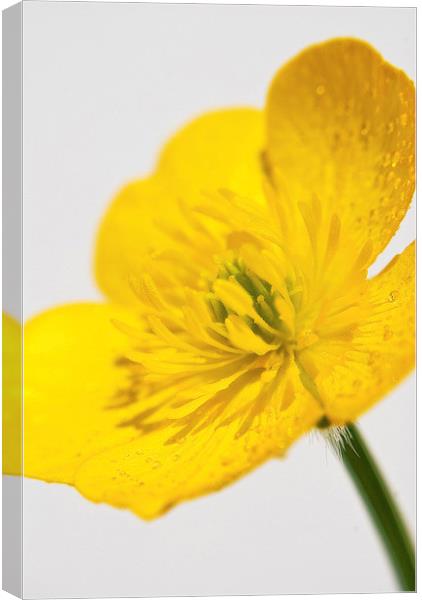 Yellow Buttercup Canvas Print by Scott Anderson