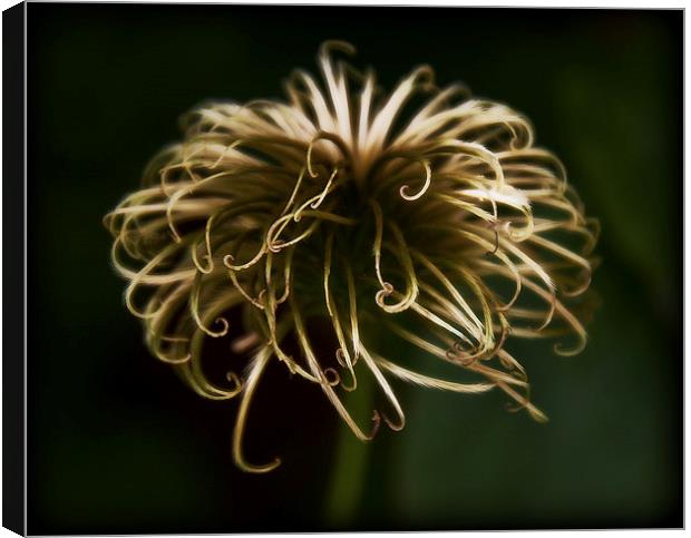 Clematis Canvas Print by Scott Anderson