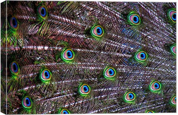Peacock Feathers Canvas Print by Scott Anderson