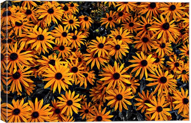 Daisy Flowers Canvas Print by Scott Anderson