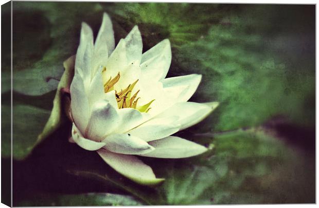 Water Lily Canvas Print by Scott Anderson