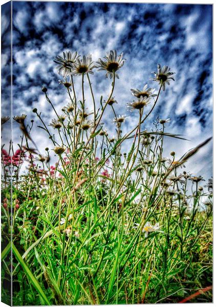 Daisy Dance Canvas Print by Scott Anderson