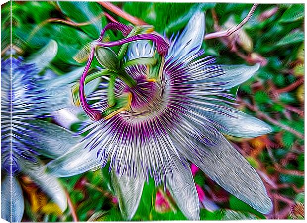 Passion Flower Canvas Print by Scott Anderson