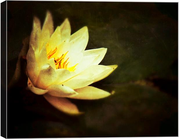  Water Lily Canvas Print by Scott Anderson