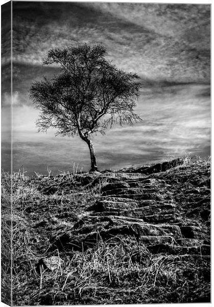  Tree on the Moor Canvas Print by Scott Anderson