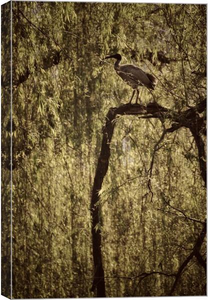Ibis bird in Willow Tree Canvas Print by Scott Anderson