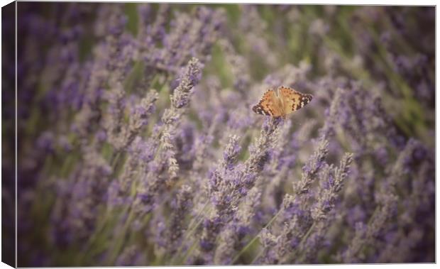 Butterfly on Lavender Canvas Print by Scott Anderson
