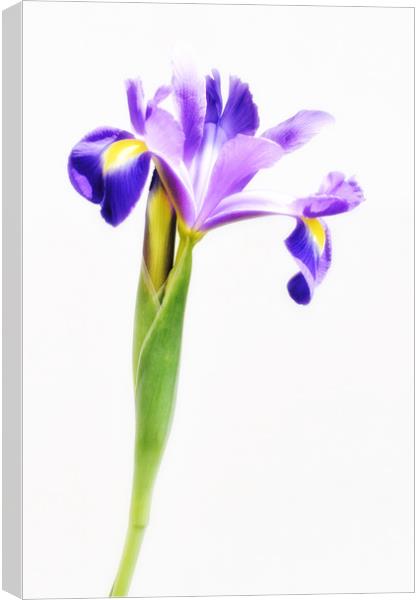Purple Iris Flower Canvas Print by Scott Anderson