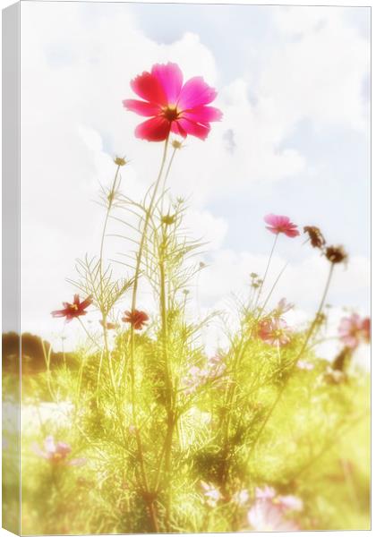 Dreamy Flowers Canvas Print by Scott Anderson