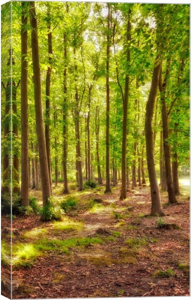 Deep Forest Canvas Print by Scott Anderson