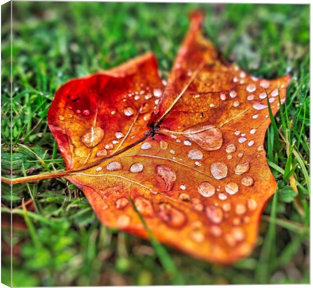Autumnal Leaf and Water Drop Canvas Print by Scott Anderson