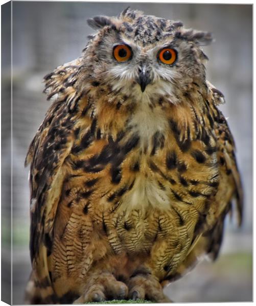 Eagle Owl Canvas Print by Scott Anderson
