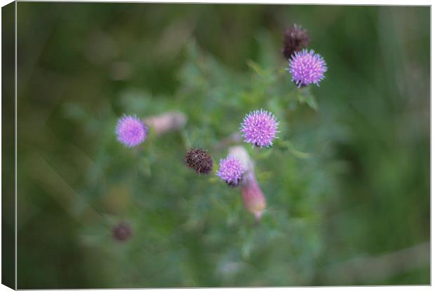 Creative Flower Canvas Print by Thomas Milner