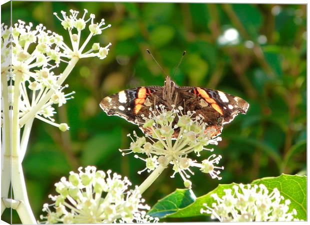 Red Admiral Butterfly Canvas Print by Stephen Cocking