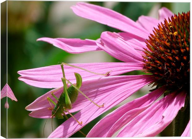  Cricket on Echinacea Flower Canvas Print by Stephen Cocking