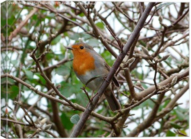  Robin in the Garden Canvas Print by Stephen Cocking