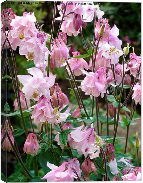  Pink Aquilegia Canvas Print by Stephen Cocking