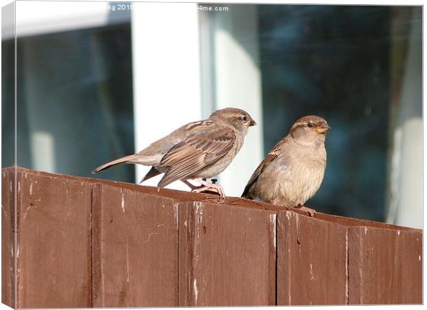  House Sparrows Sitting on the Fence Canvas Print by Stephen Cocking