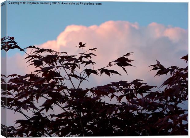  Acer Leaves at Sunset Canvas Print by Stephen Cocking