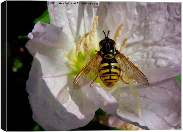  Hoverfly on Flower Canvas Print by Stephen Cocking