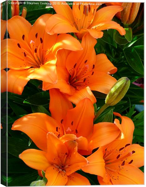  Lily Flowers Canvas Print by Stephen Cocking